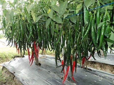 TEKNIK MENYEMAI BIBIT CABAI DALAM KOKER DAUN PISANG TEKNIK MENYEMAI BIBIT CABAI DALAM KOKER DAUN PISANG